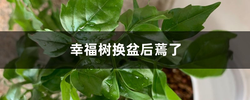 幸福树换盆后蔫了如何办