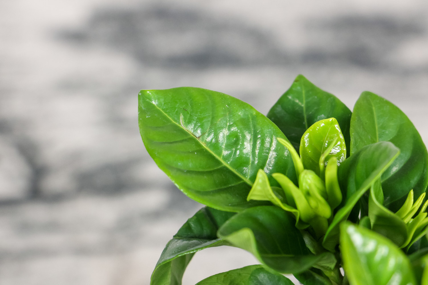 移栽的栀子花叶子蔫了是什么原因