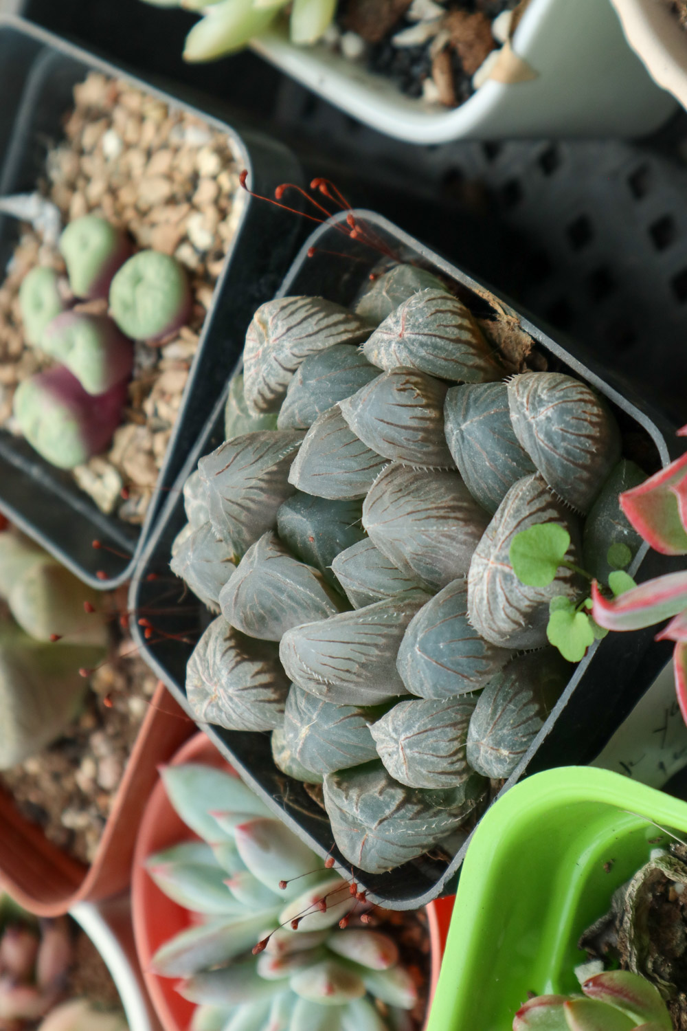 玉露变黑了如何办