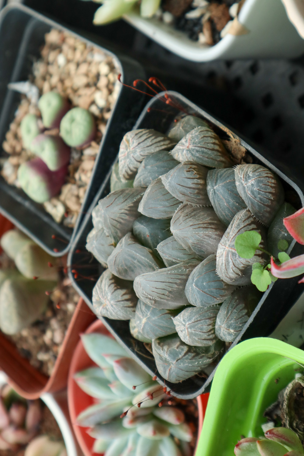 玉露变黑了如何办