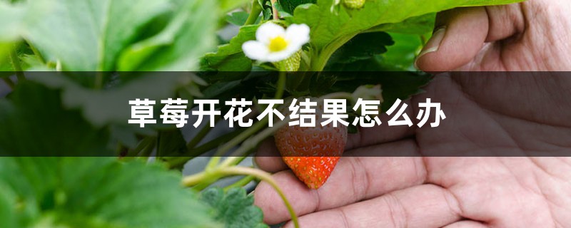 草莓开花不结果如何办