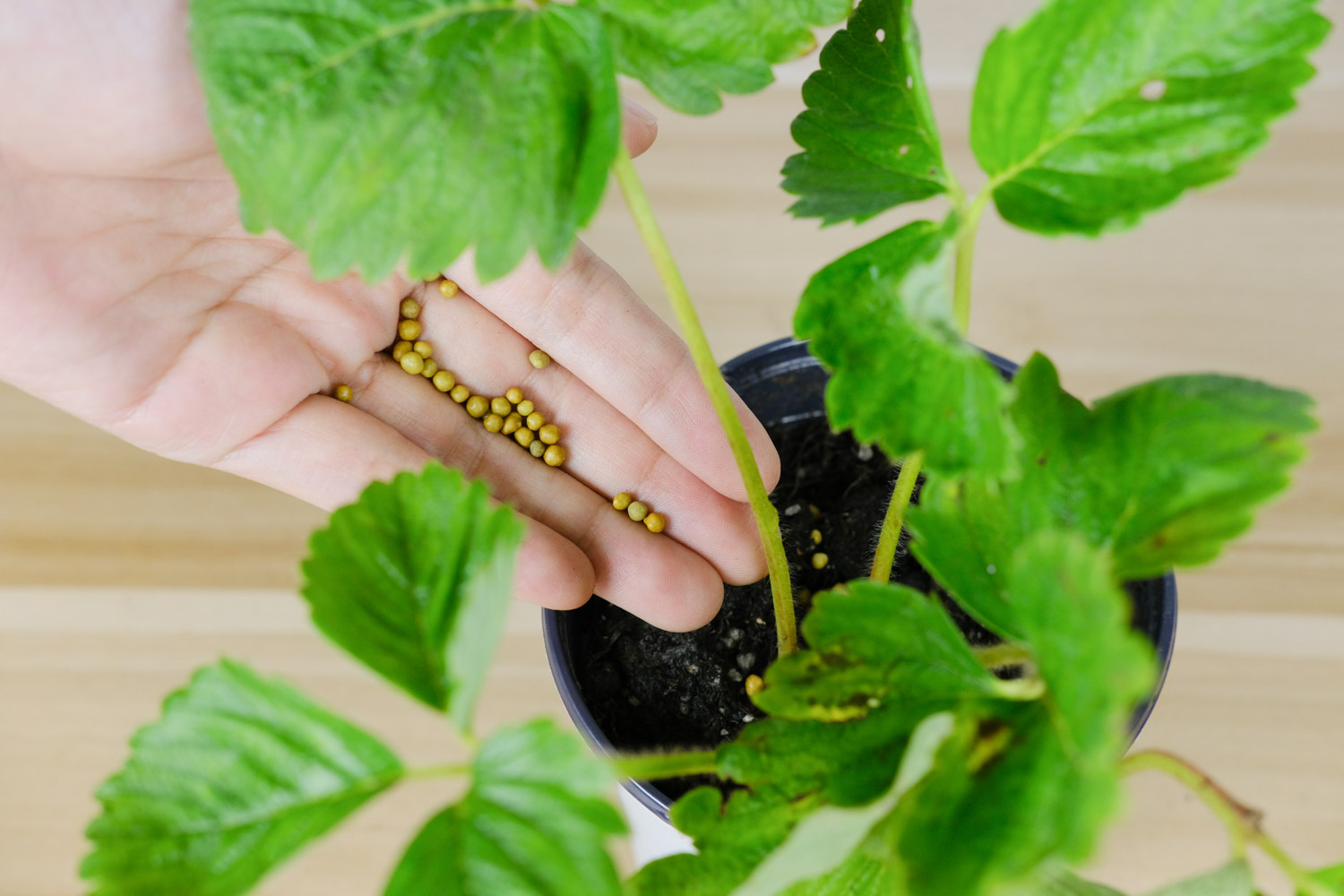 草莓开花不结果如何办