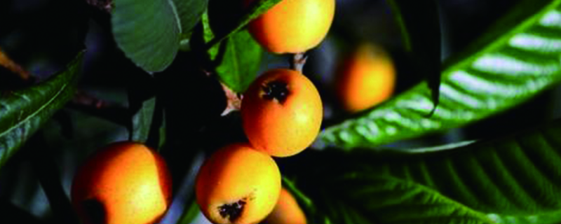 枇杷树掉叶子是如何回事