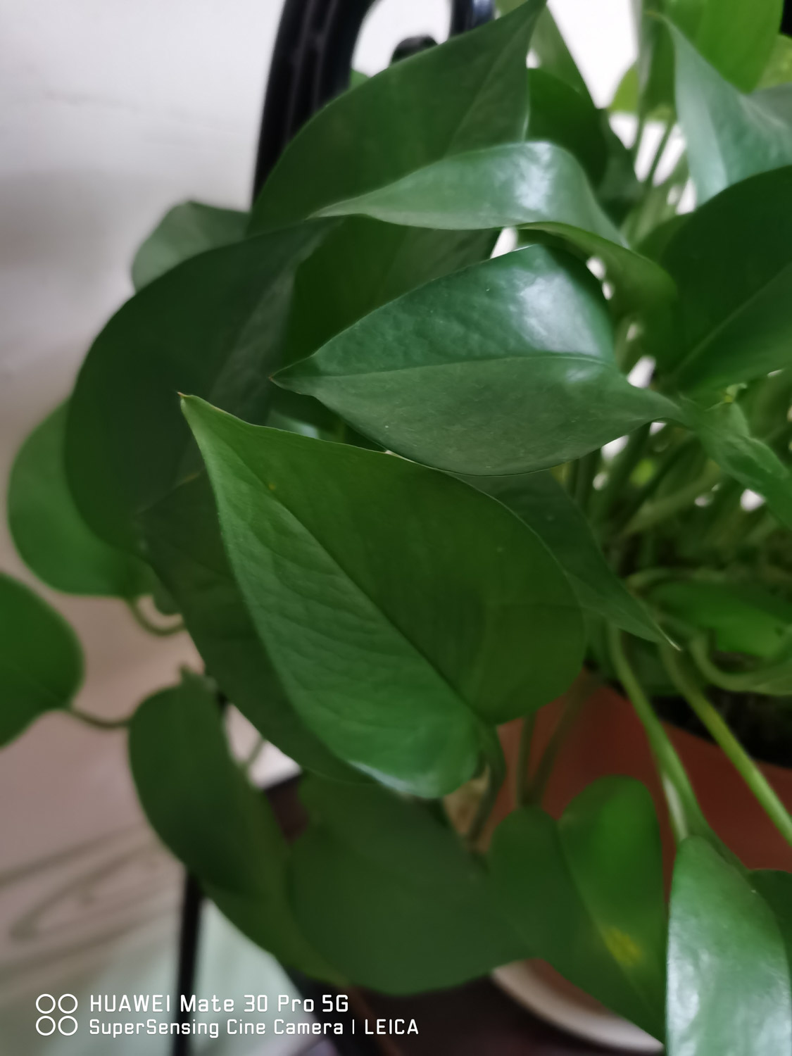 绿萝 绿萝冻死了如何救活