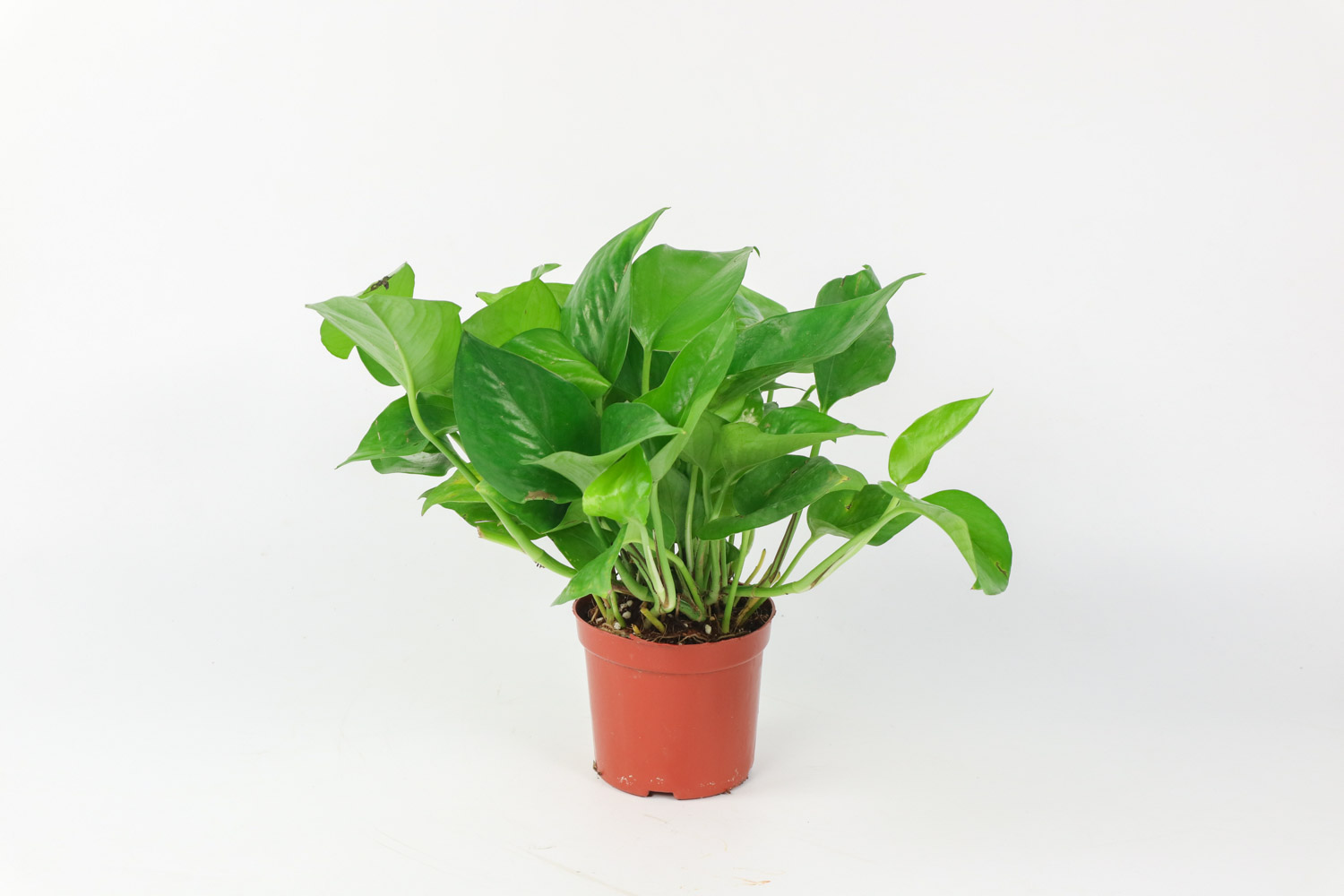 绿萝 绿萝冻死了如何救活