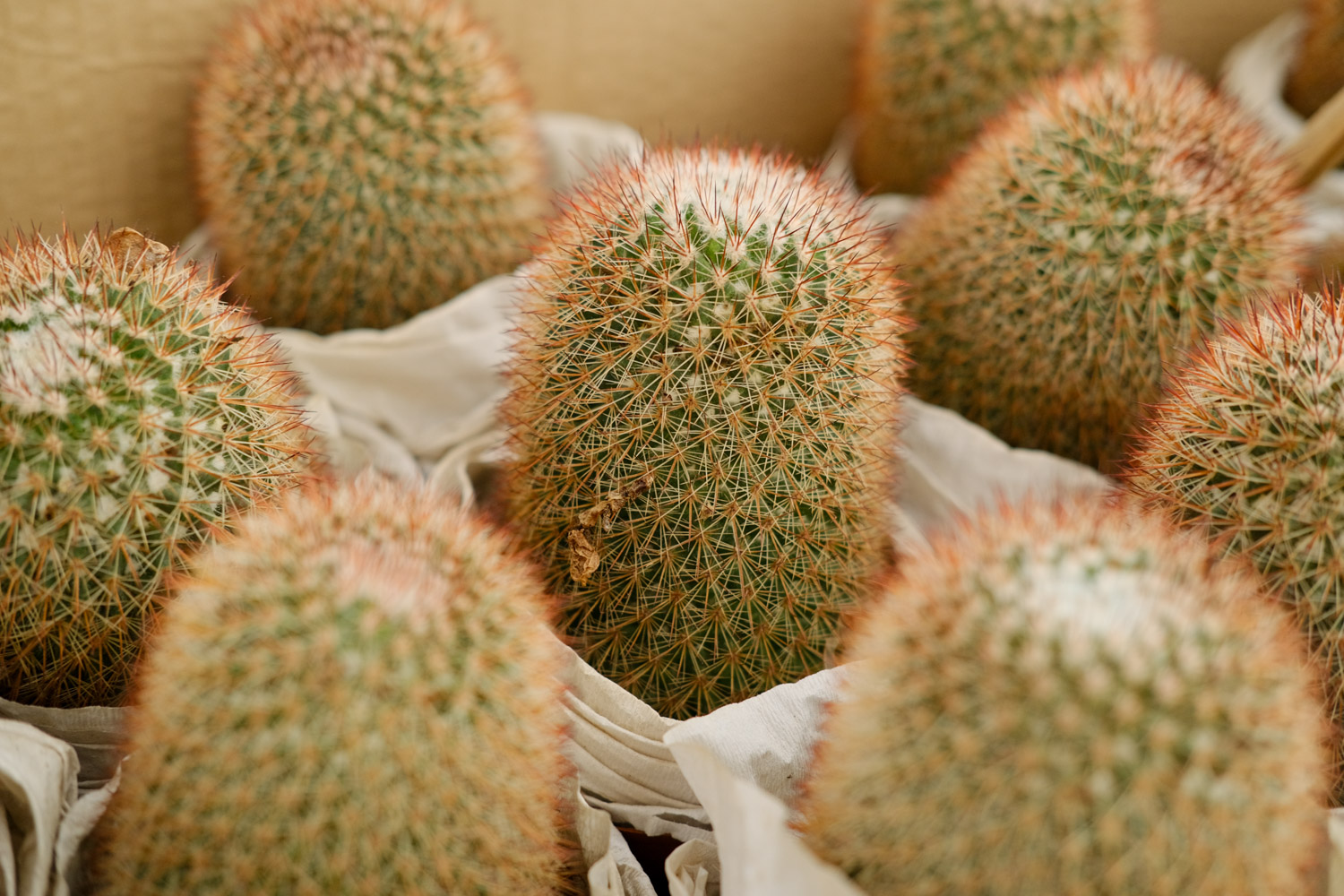 仙人球底部褶皱萎缩如何办