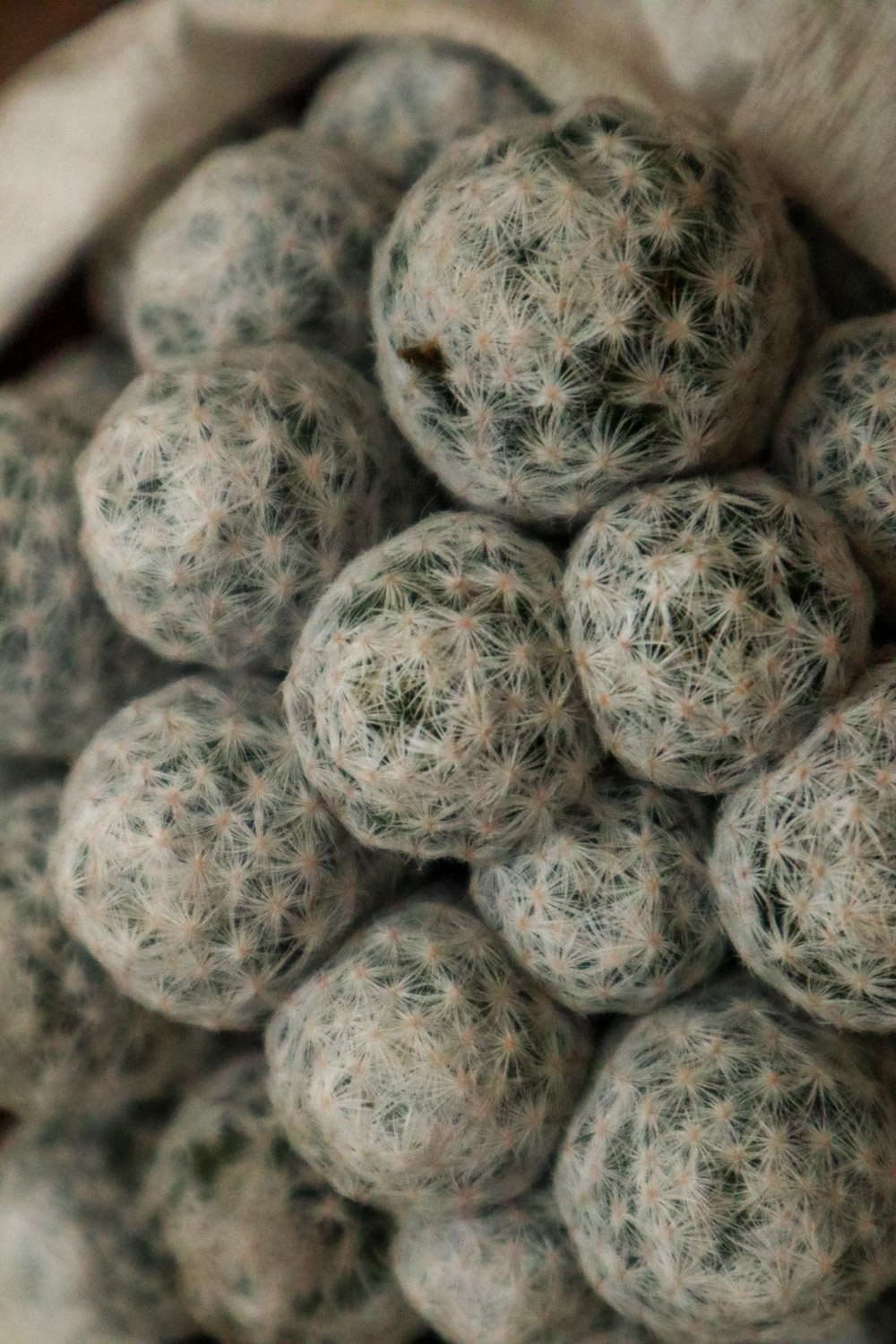 仙人球底部褶皱萎缩如何办