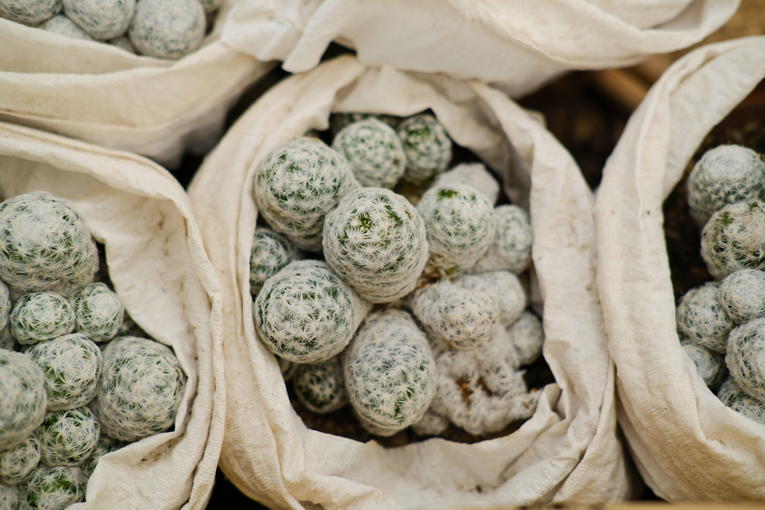 仙人球底部褶皱萎缩如何办