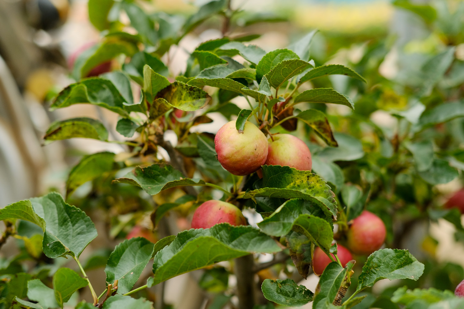 网购海棠花苗如何不发芽