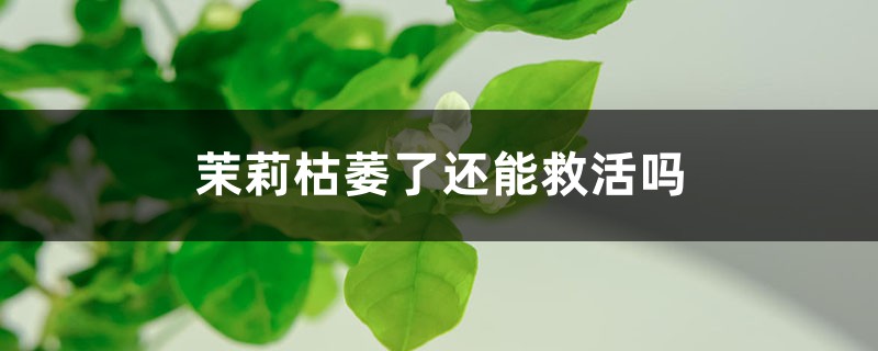 茉莉枯萎了还能救活吗，该如何救活？
