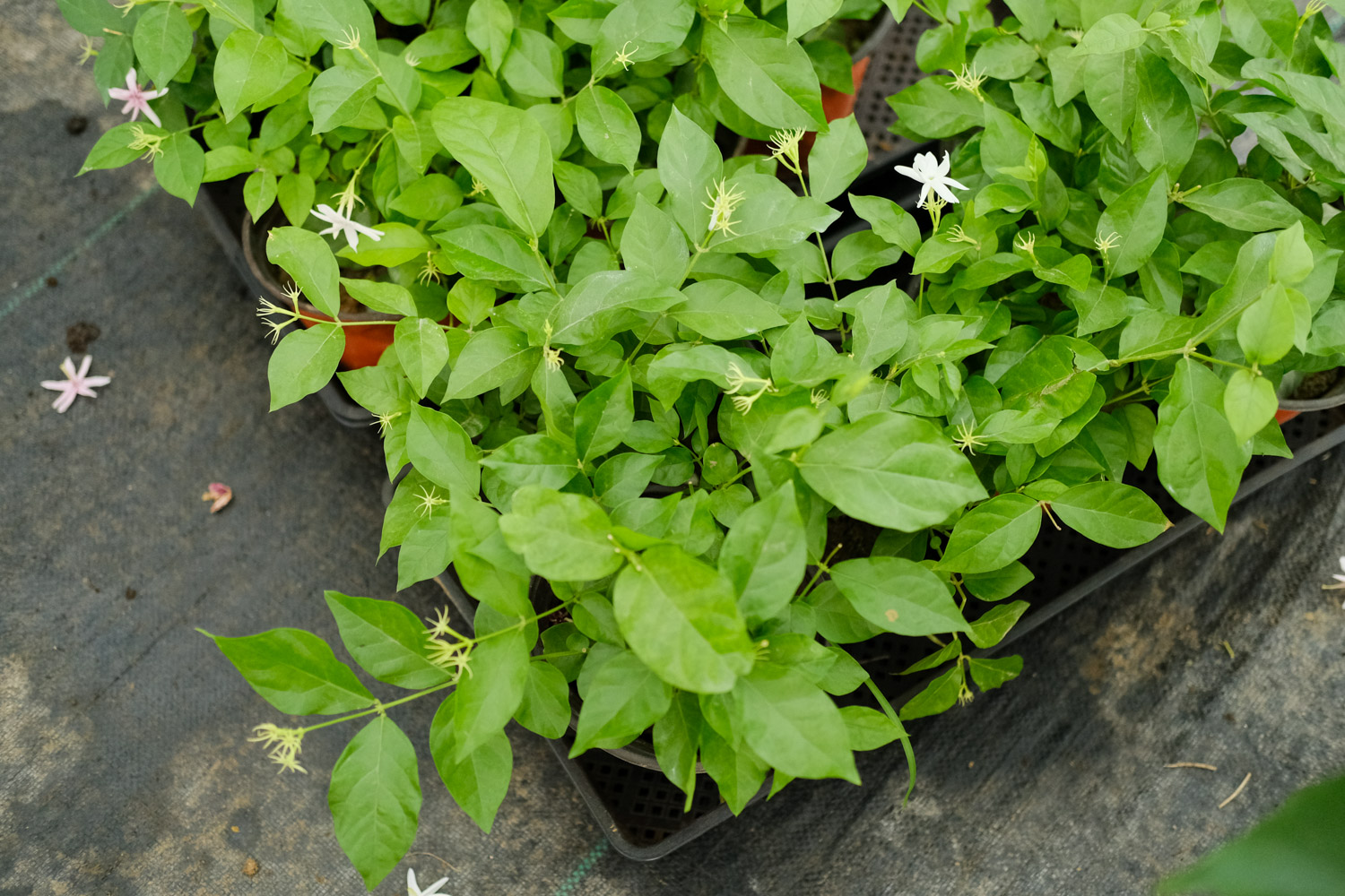 茉莉枯萎了还能救活吗，该如何救活？