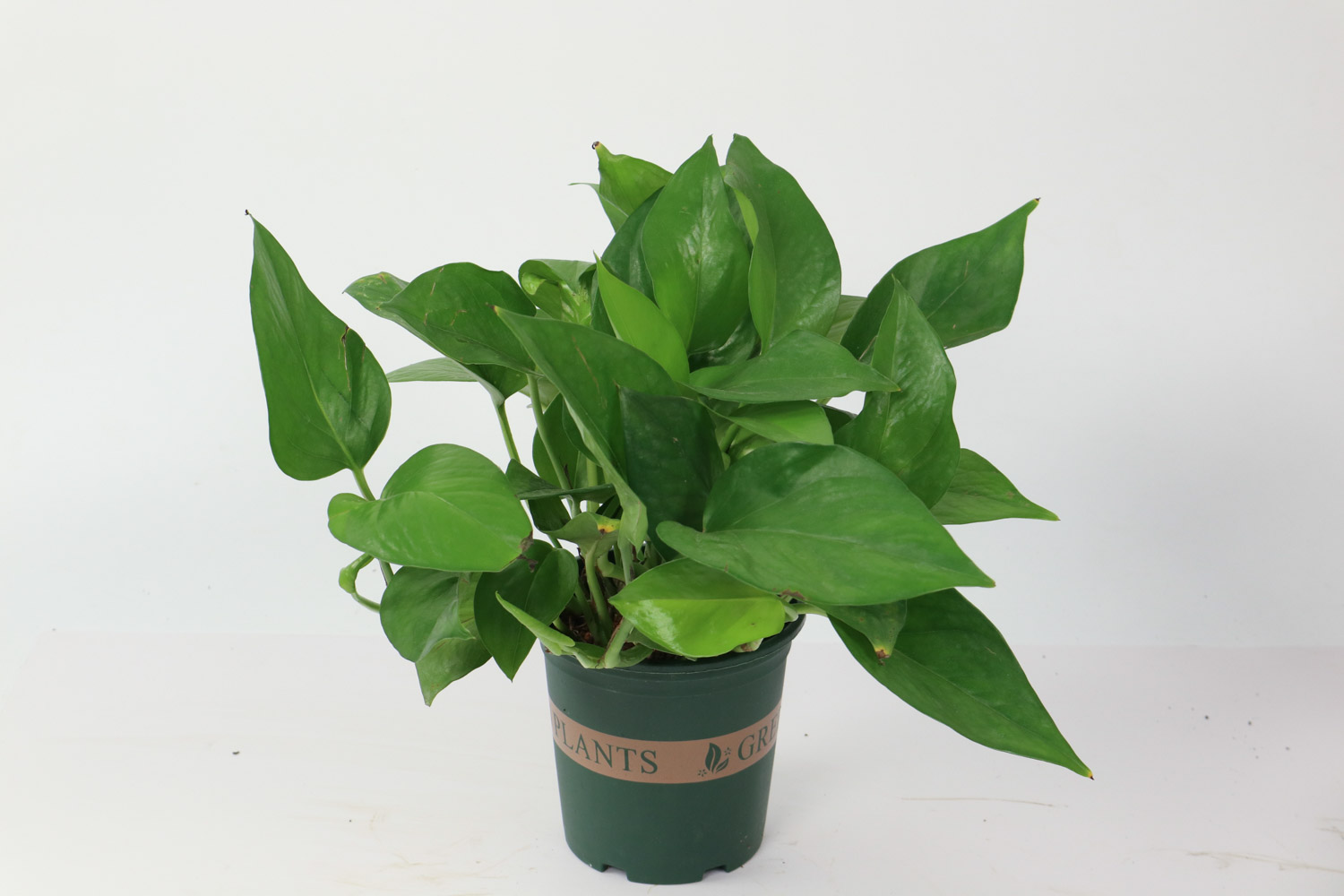 绿萝冬季为何会冻死