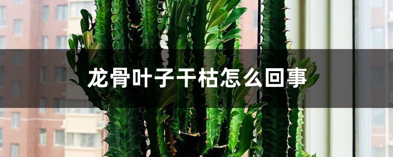 龙骨叶子干枯如何回事