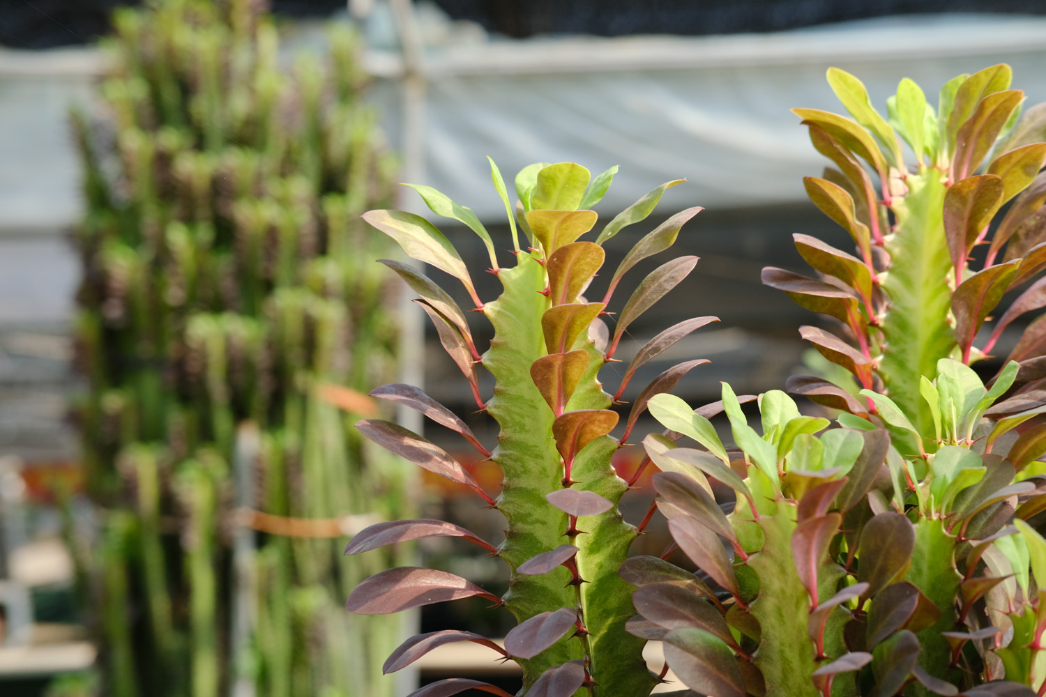 龙骨叶子干枯如何回事