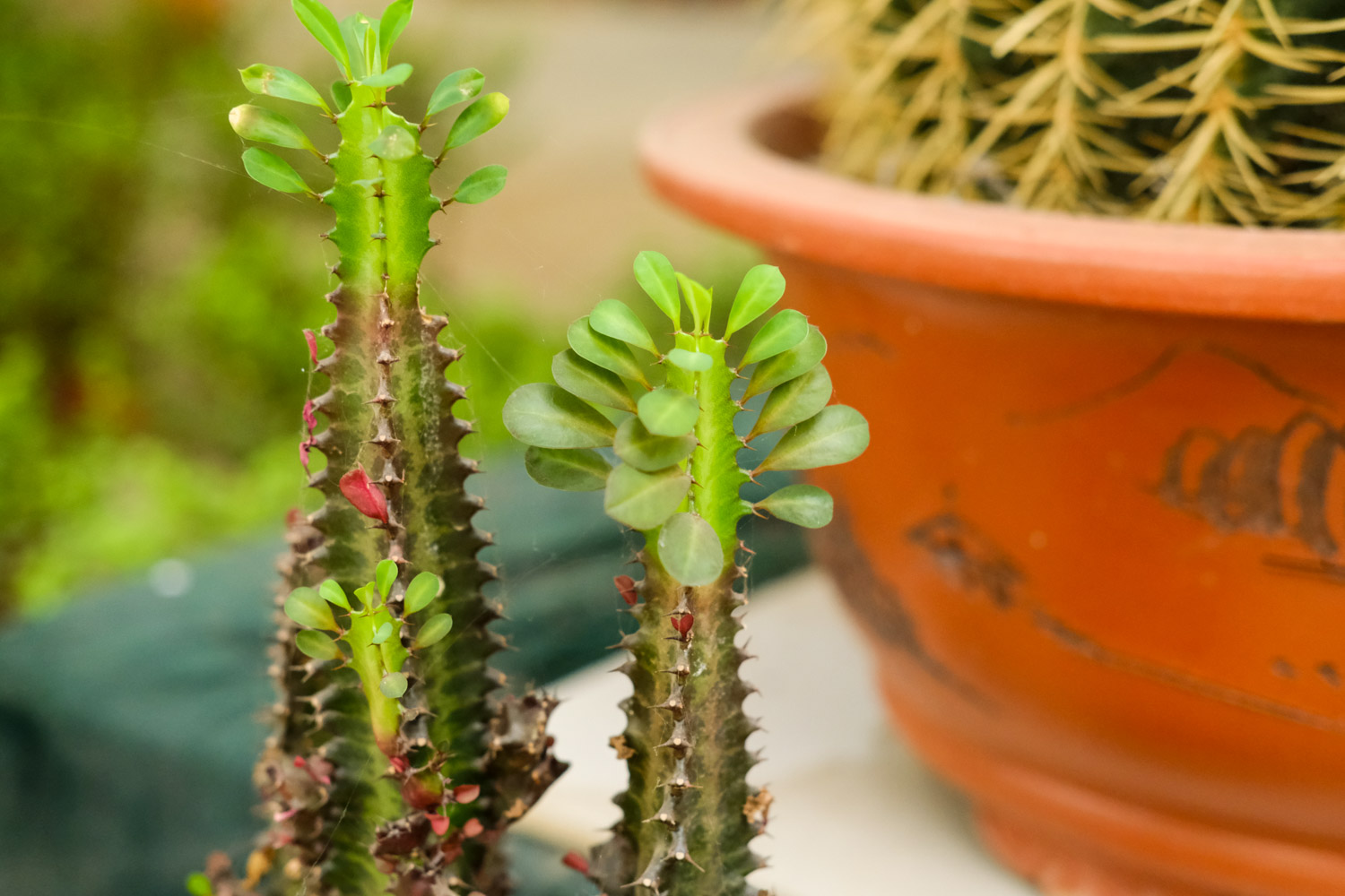 龙骨叶子干枯如何回事