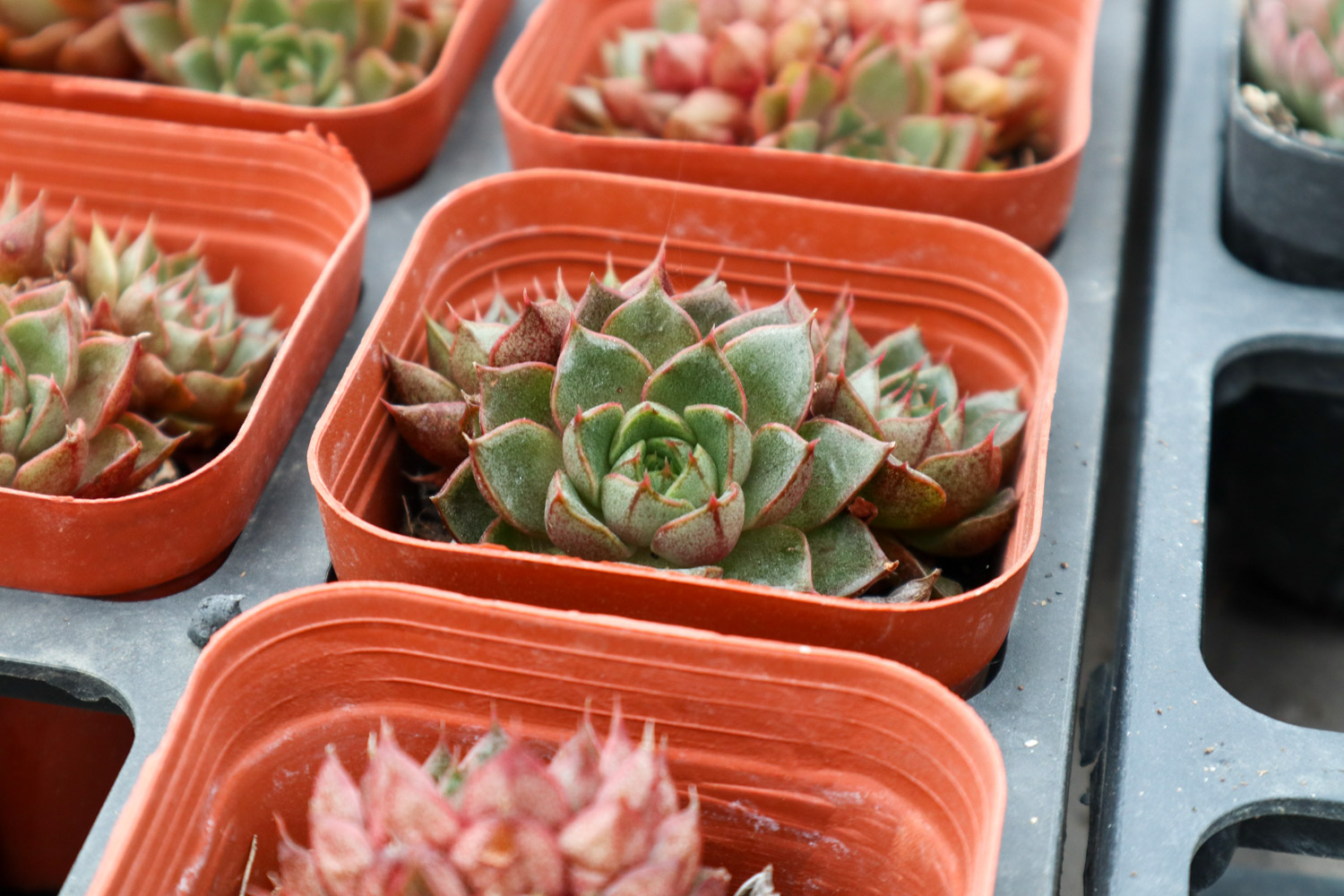 多肉变软是什么原因