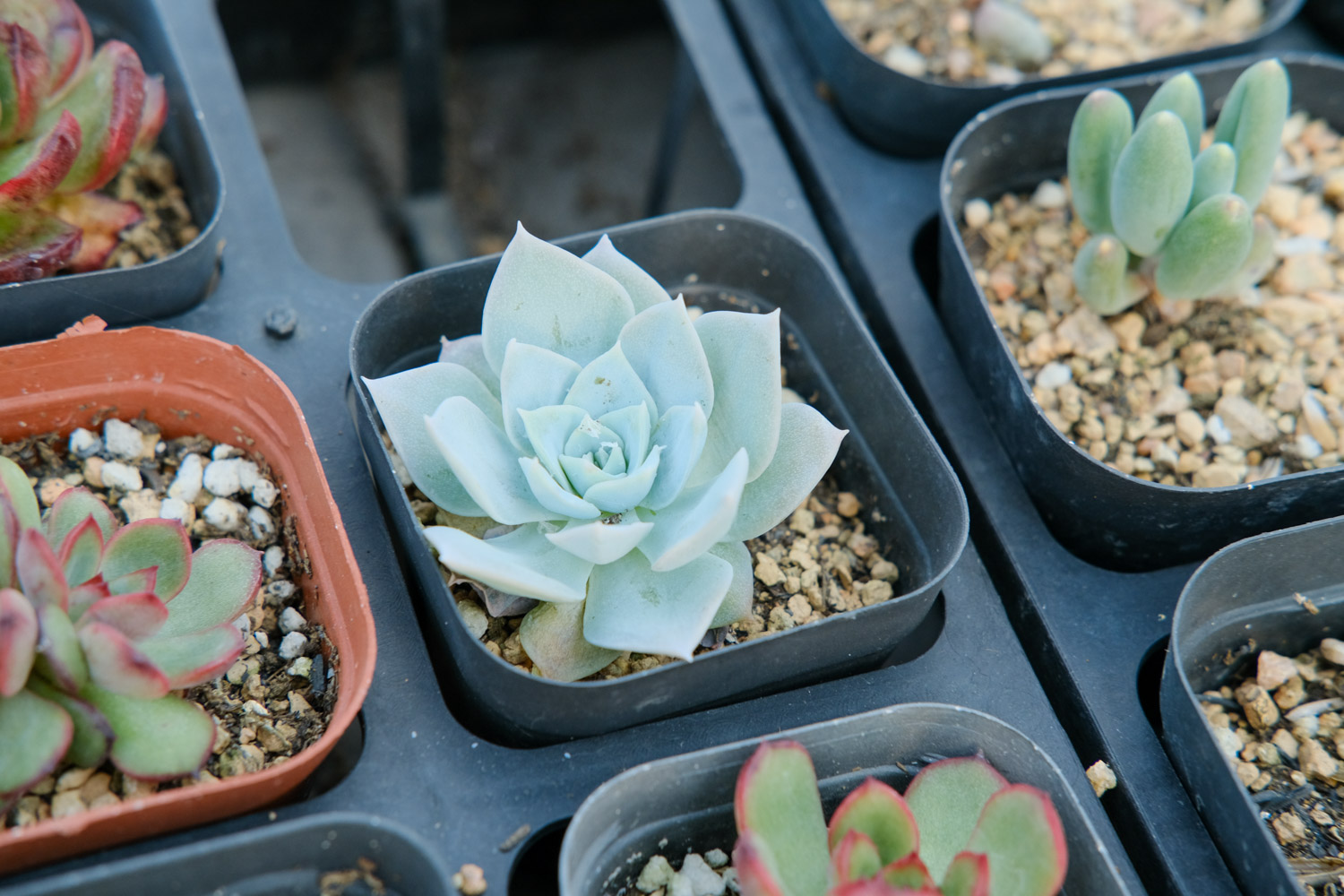 多肉枯萎了还能活吗