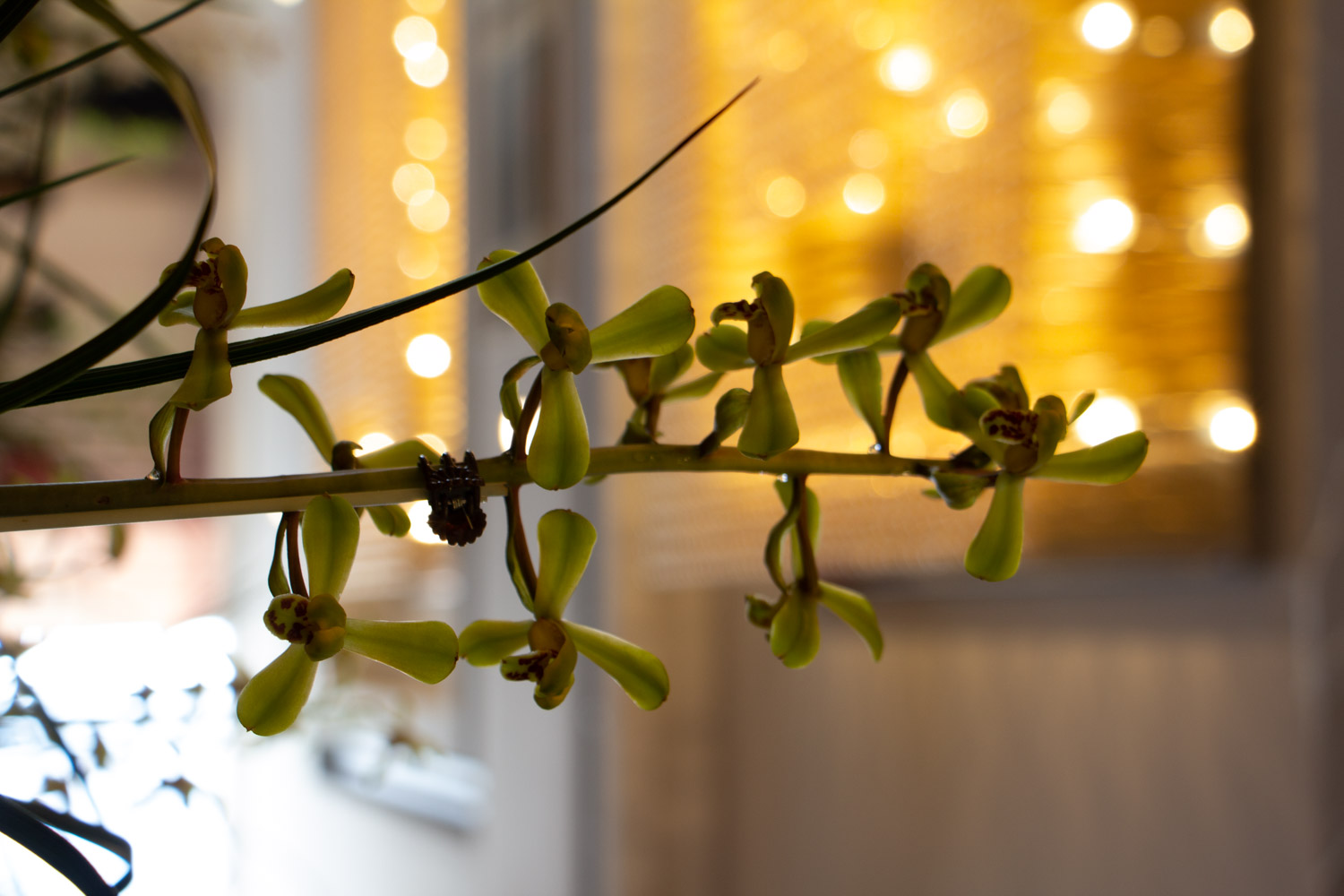 兰花 兰花叶子干枯是什么原因