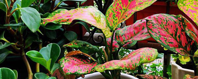 如意皇后叶子软了下垂如何办