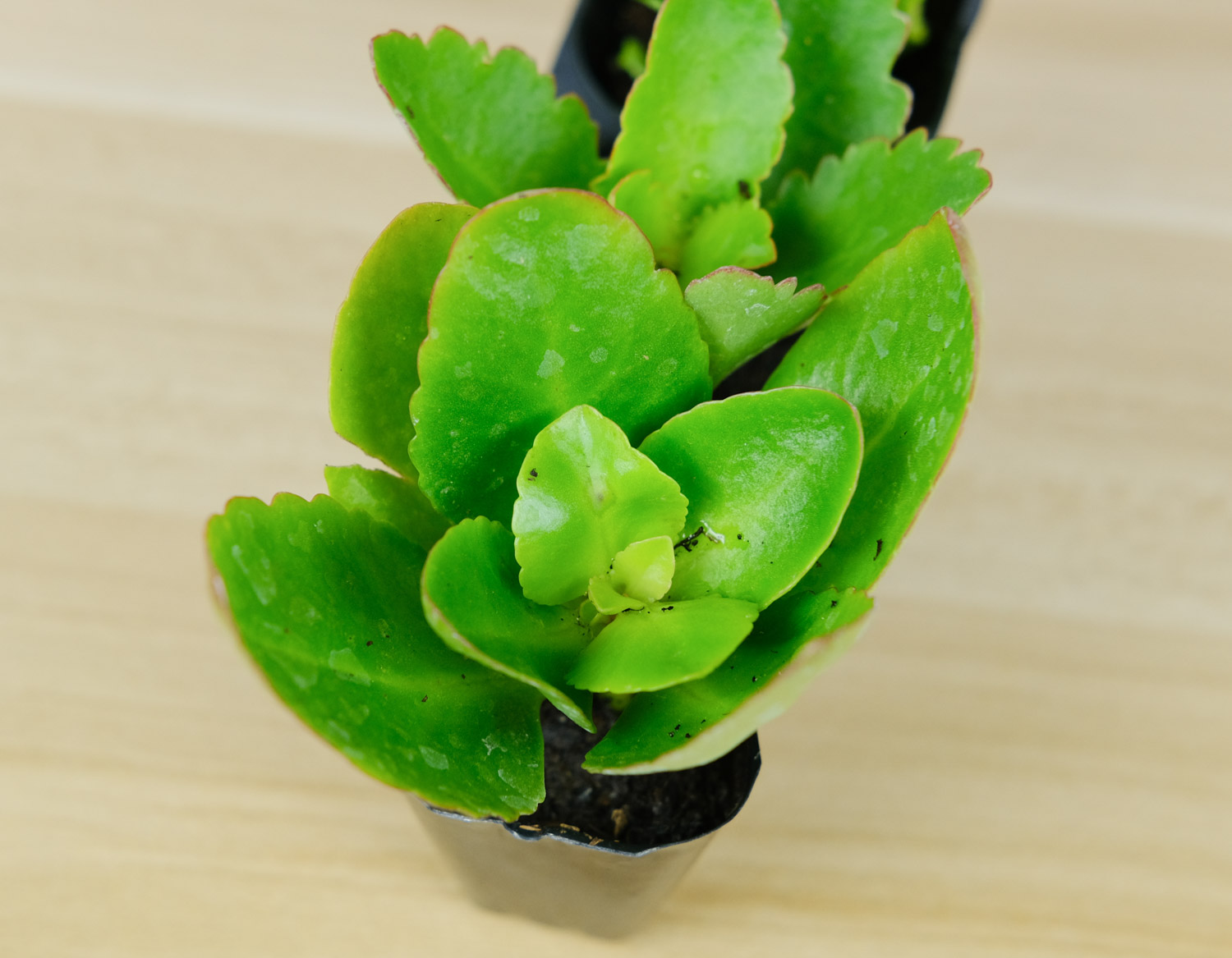 长寿花叶子又小又密如何办