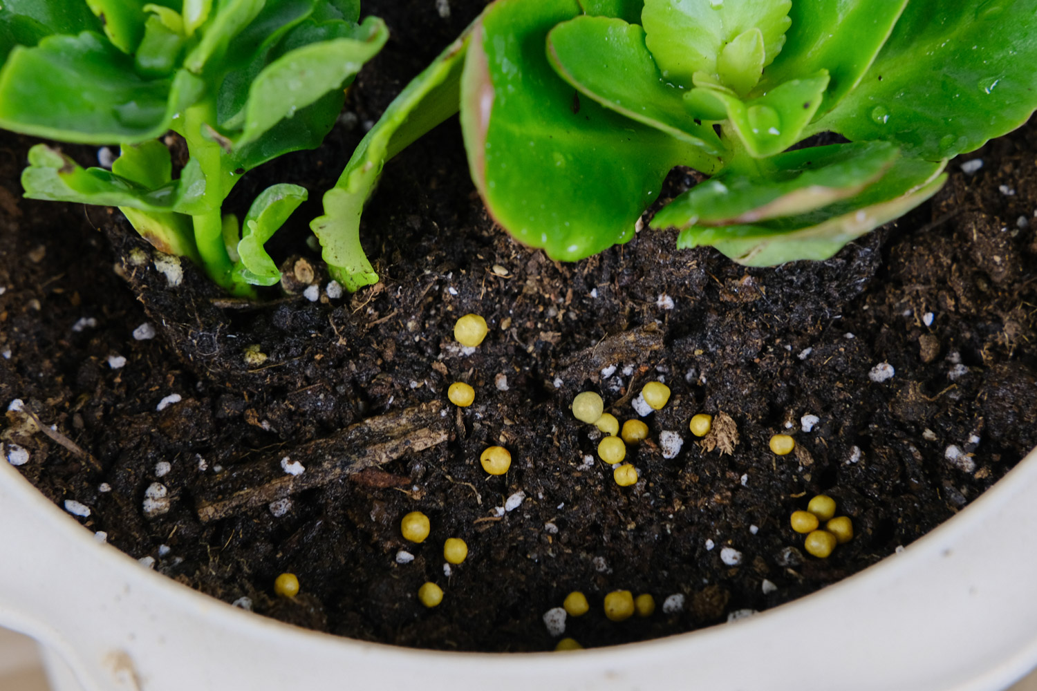 长寿花叶子又小又密如何办