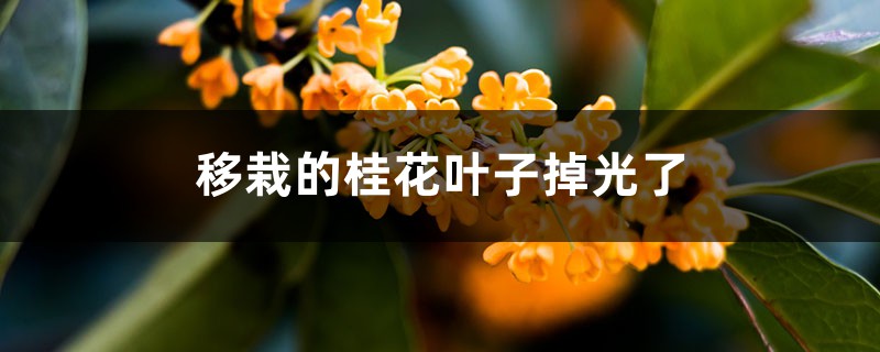 移栽的桂花叶子掉光了如何回事