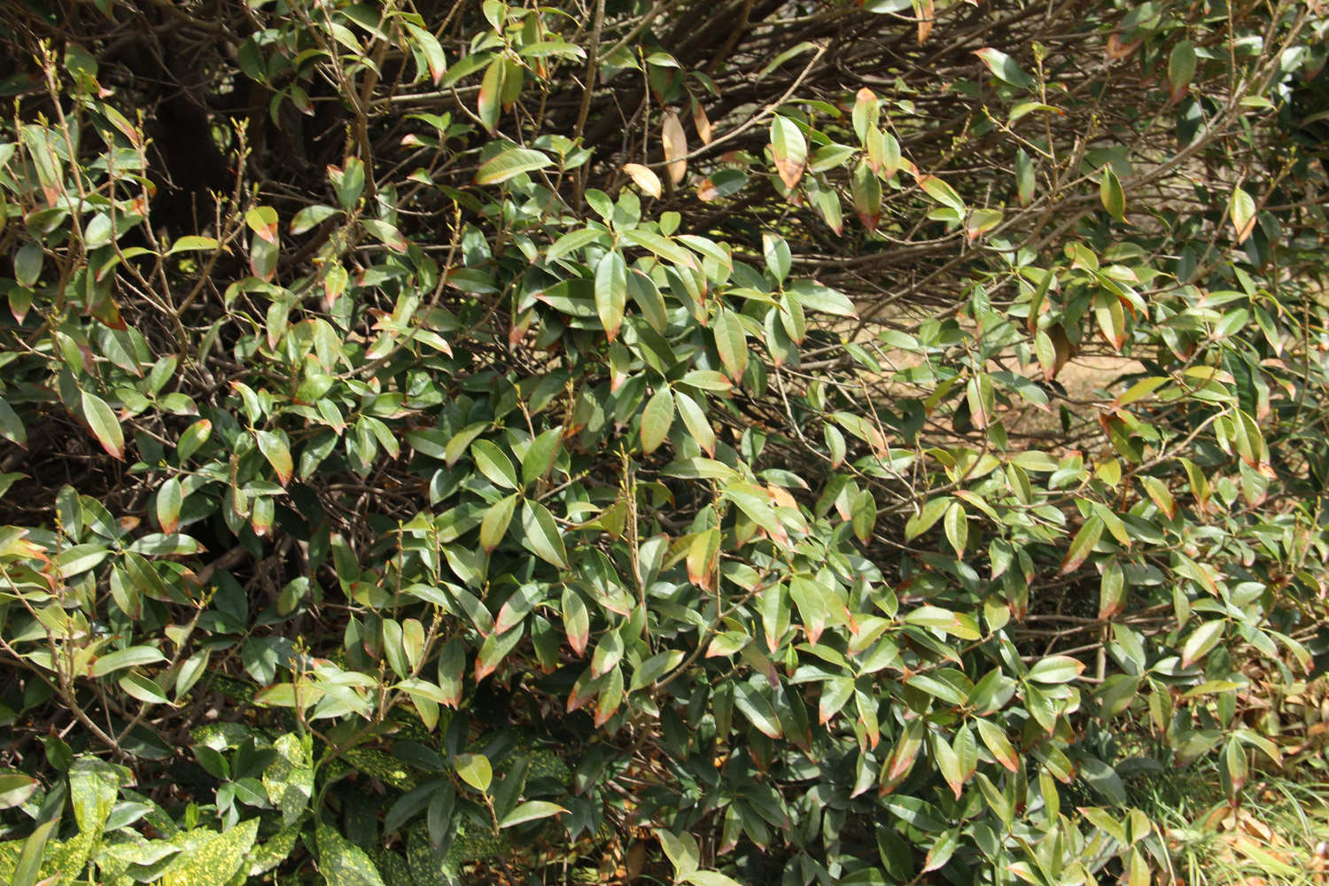 移栽的桂花叶子掉光了如何回事