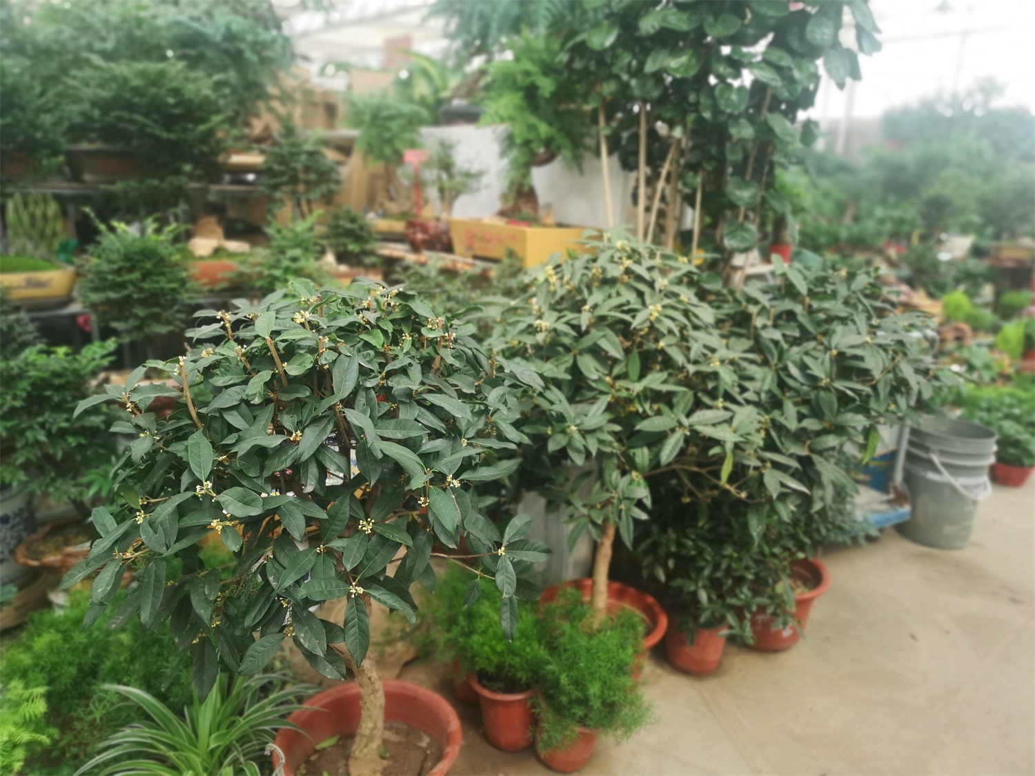 移栽的桂花叶子掉光了如何回事