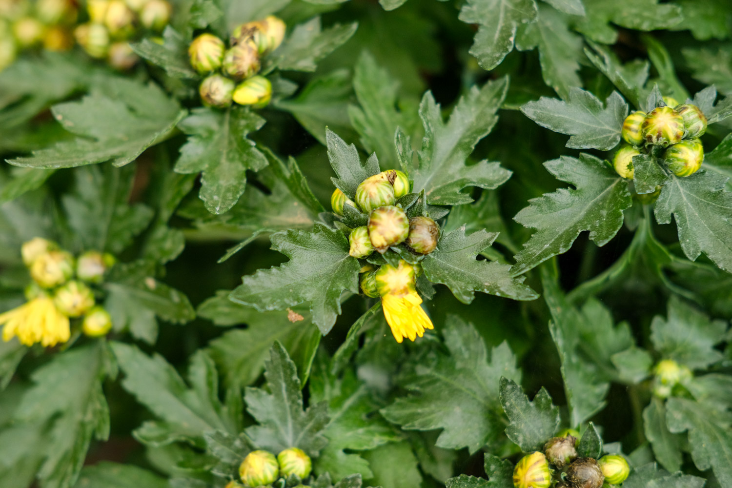 菊花叶子耷拉了如何办