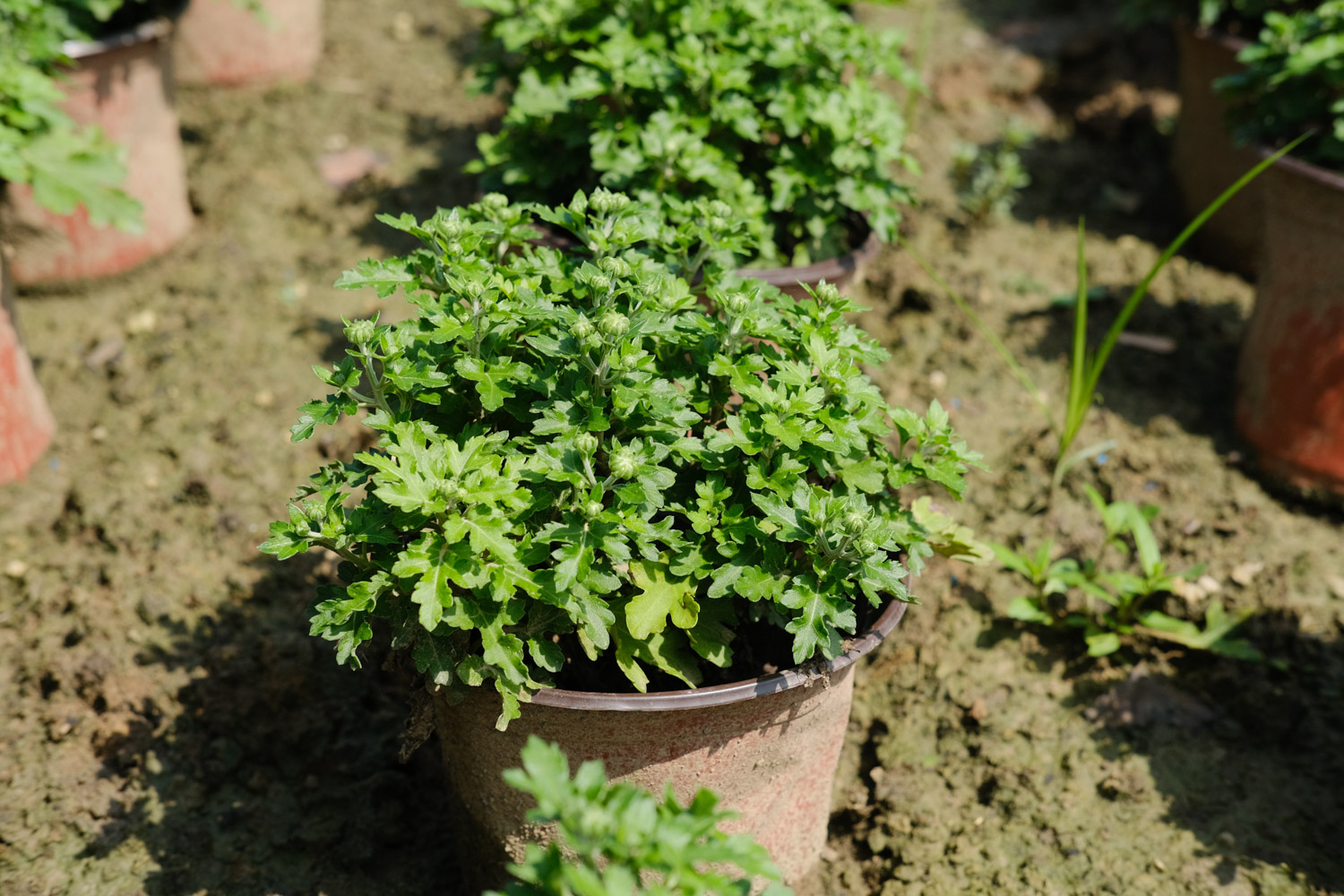 菊花叶子耷拉了如何办
