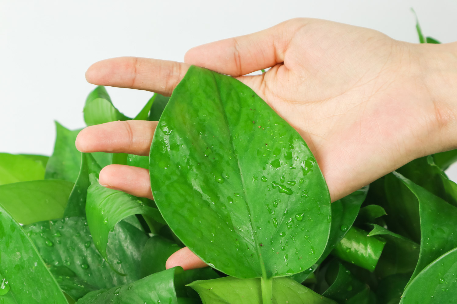 绿萝叶子长黑斑如何办