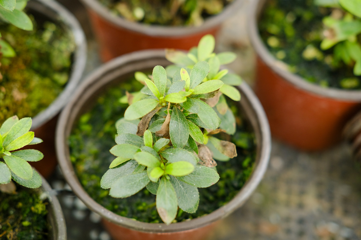 杜鹃花的花蔫了如何办