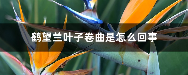 鹤望兰叶子卷曲是如何回事