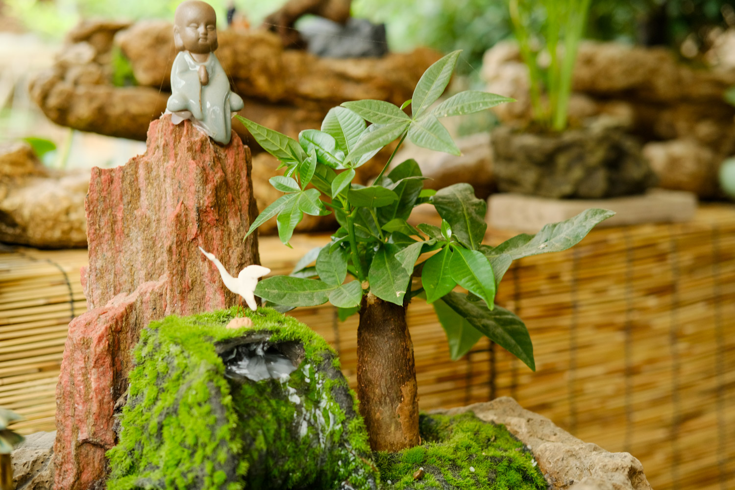 发财树树干变软了还能活吗