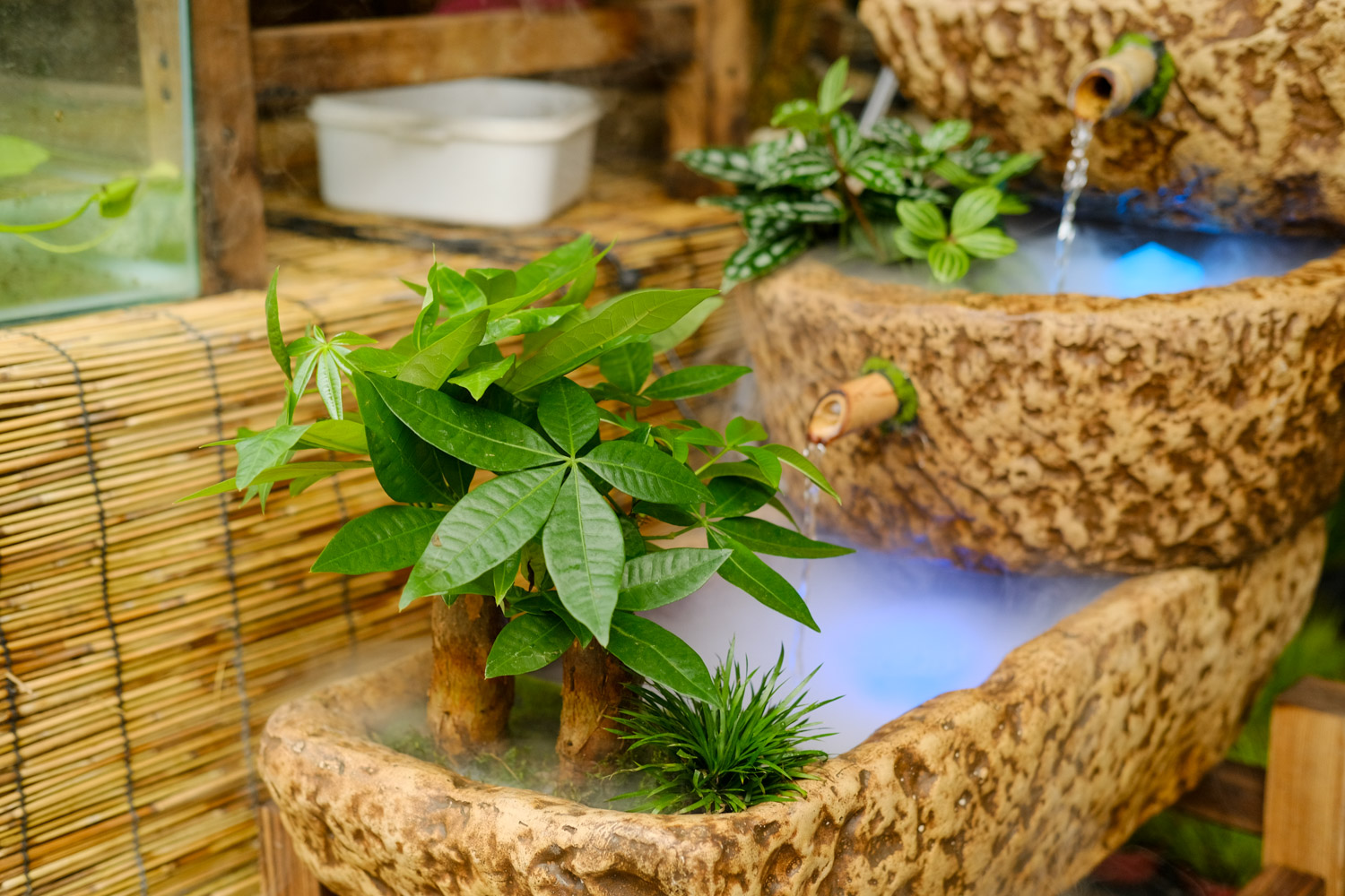 发财树树干变软了还能活吗