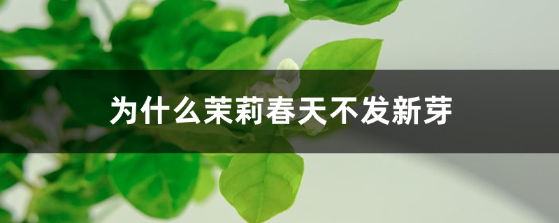 为何茉莉春季不发新芽