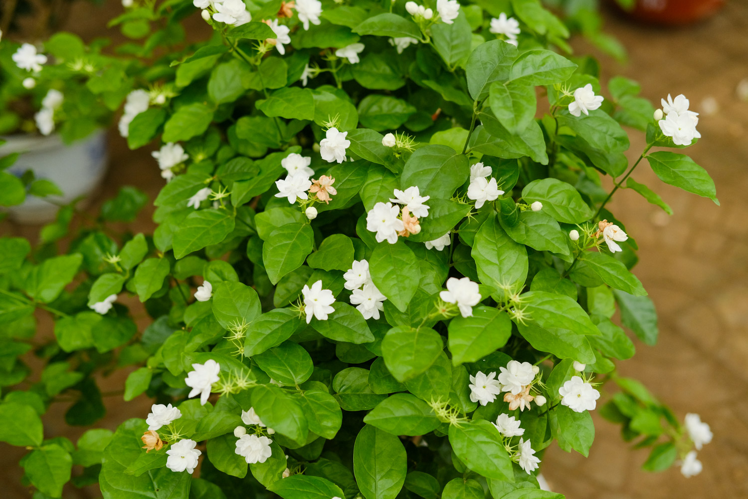 茉莉 为何茉莉春季不发新芽