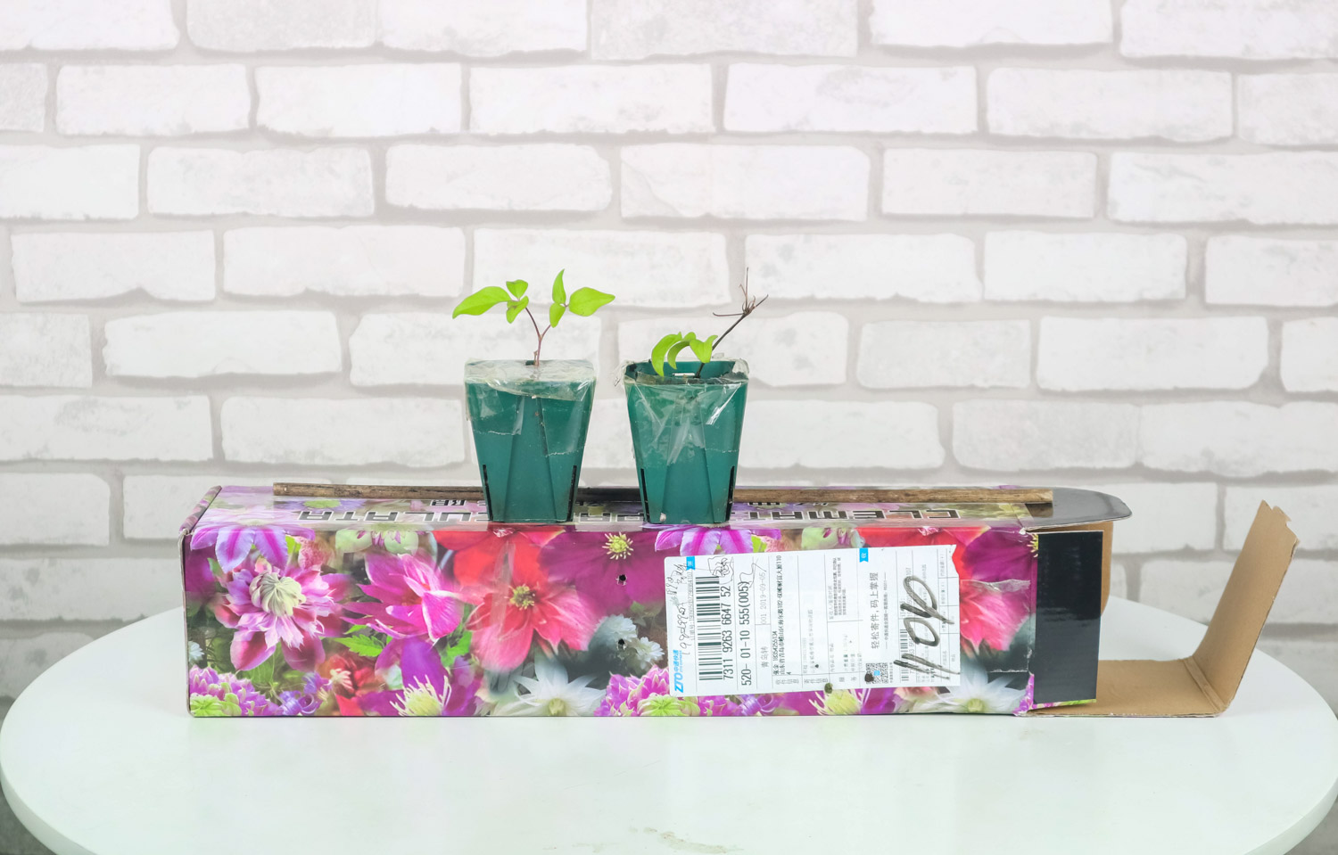 铁线莲冬季会冻死吗