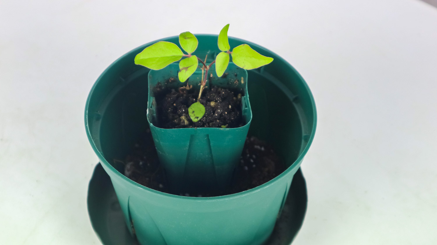 铁线莲冬季会冻死吗