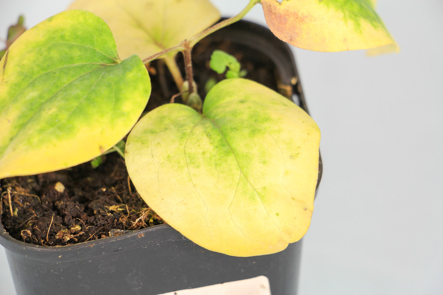 铁线莲冬季会冻死吗