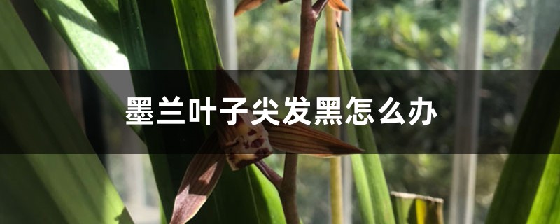 墨兰叶子尖发黑如何办