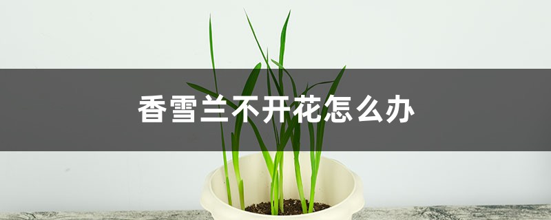 香雪兰不开花是什么原因