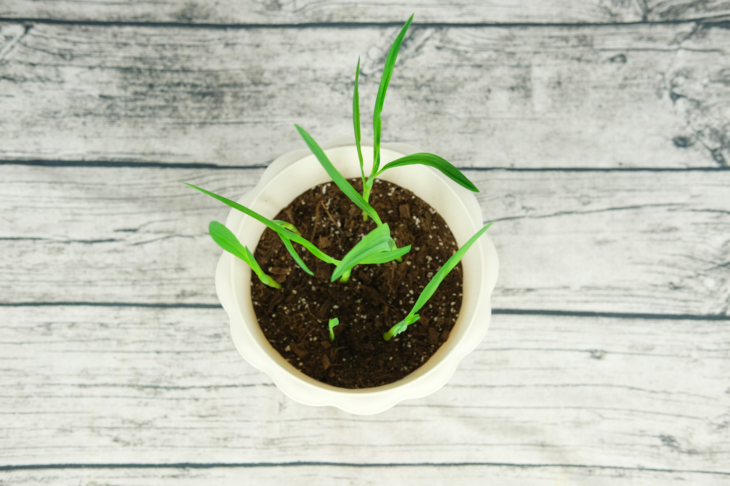 香雪兰不开花是什么原因