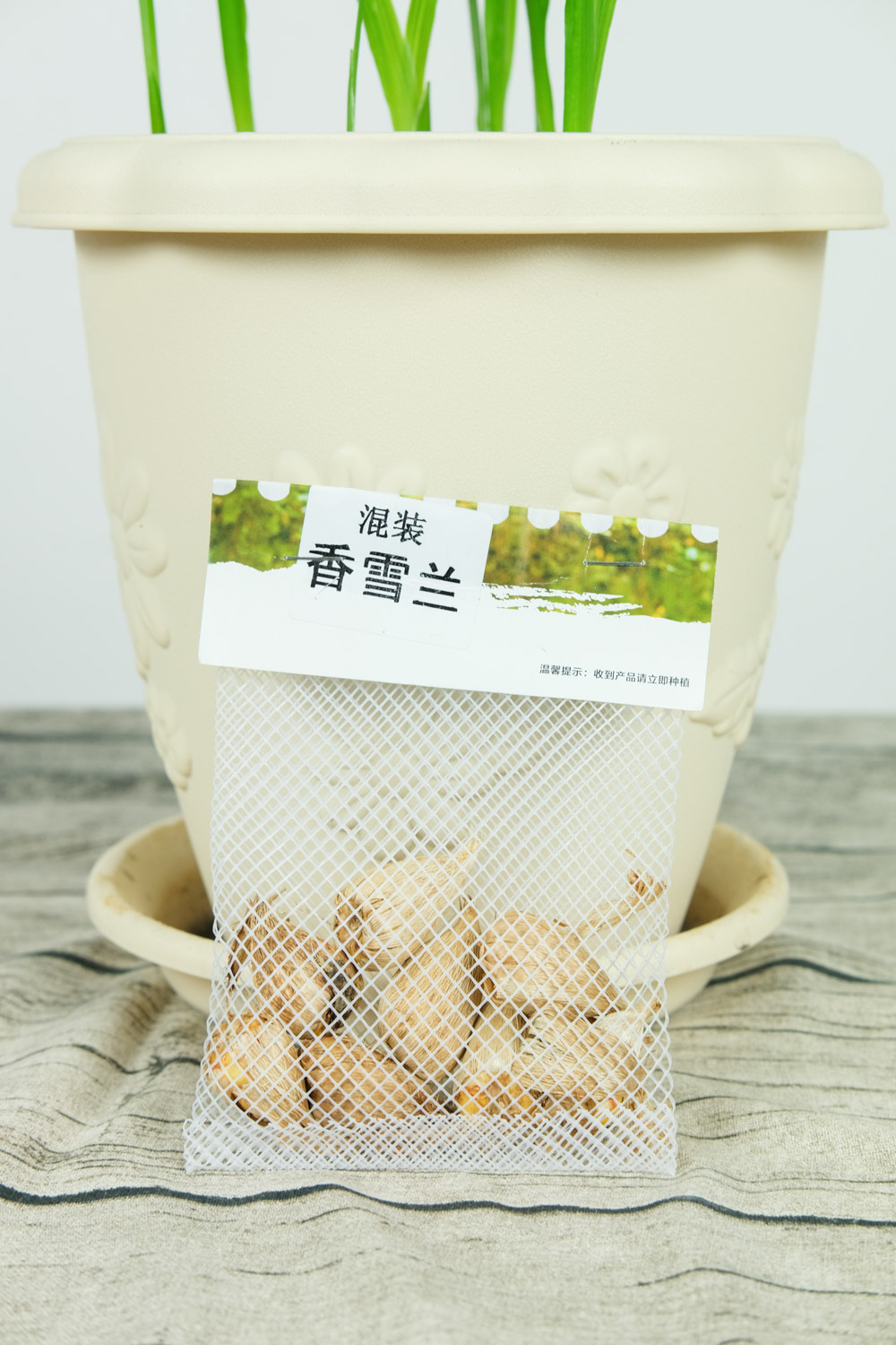 香雪兰不开花是什么原因