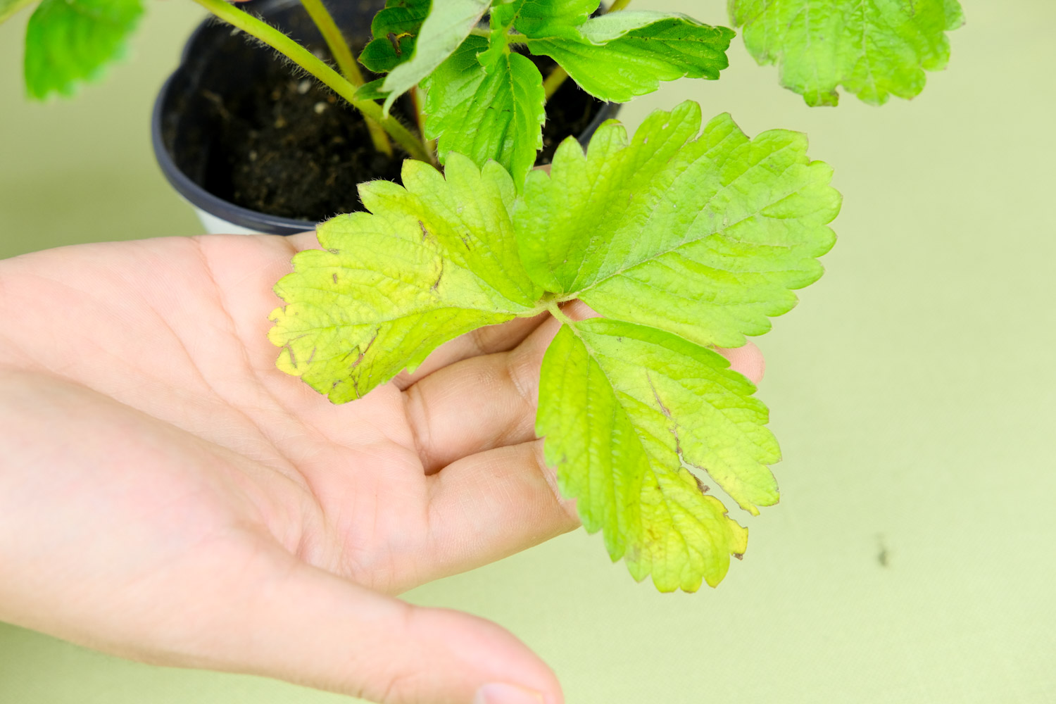 草莓 如何挽救枯萎的草莓苗