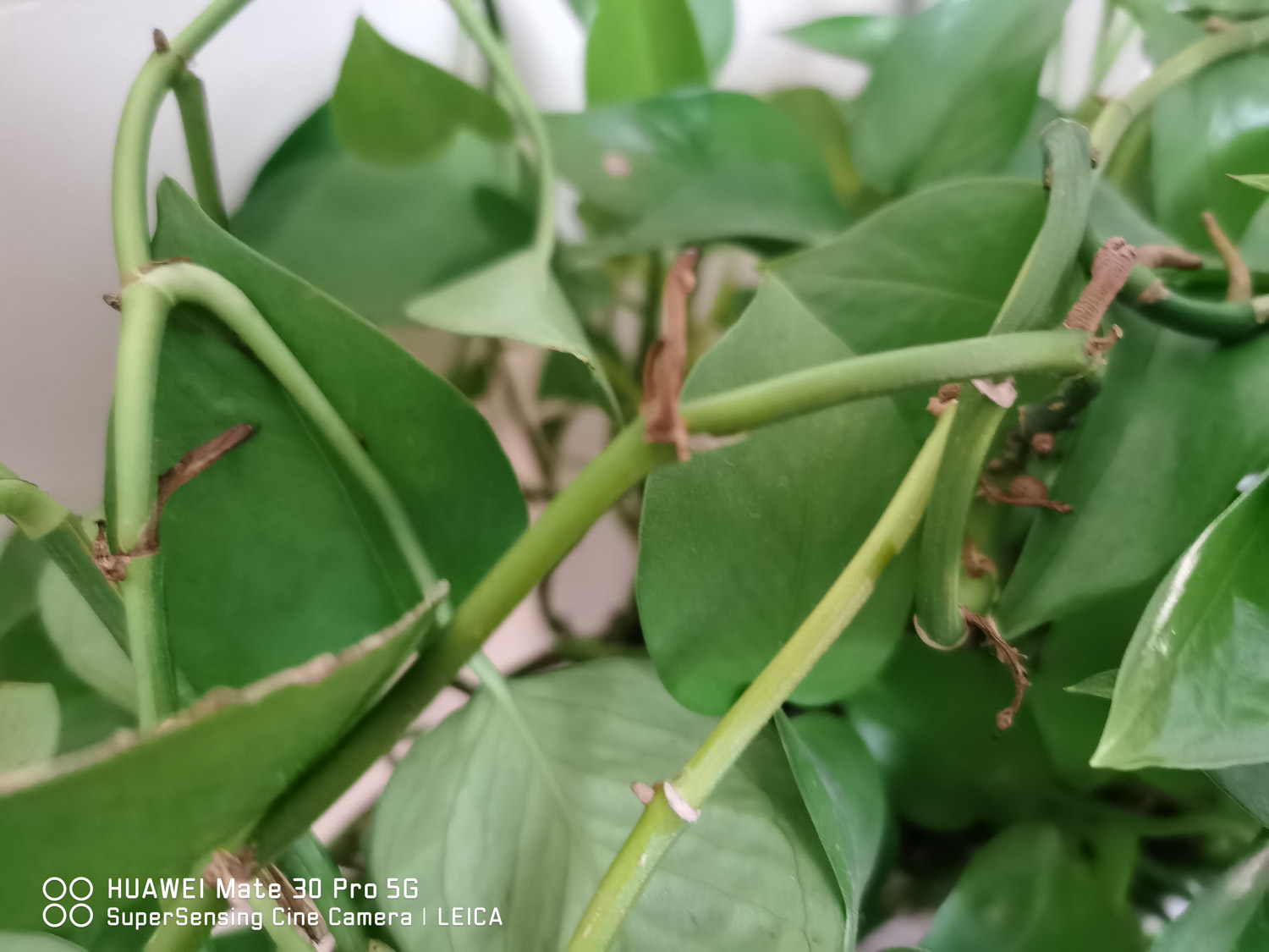 绿萝 绿萝根部有白色菌的原因