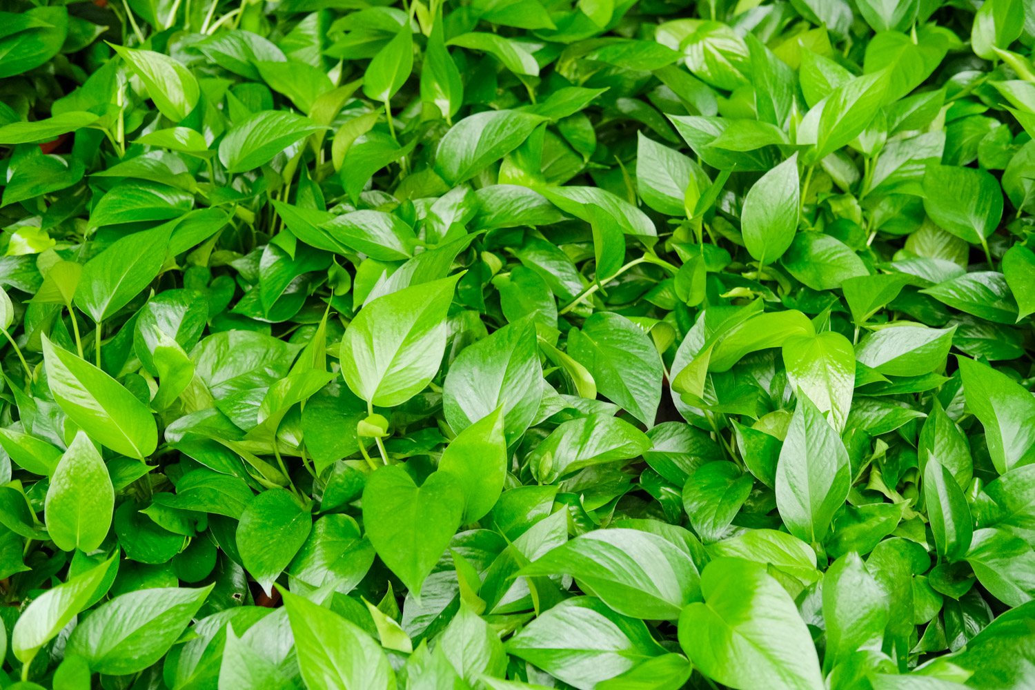 绿萝快被冻死了如何办