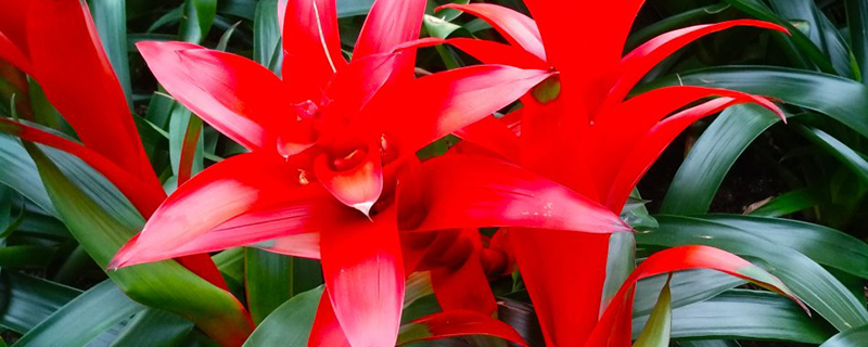 水塔花枯萎了如何办