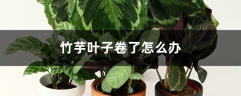 竹芋叶子卷了如何办