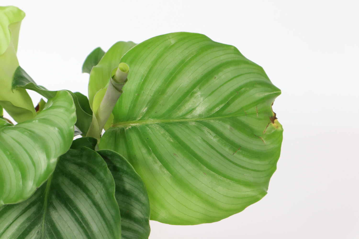 竹芋 竹芋叶子卷了如何办